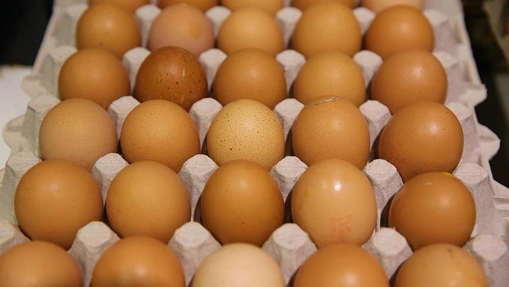 Hollanda | Üç Bakanlık ‘Fipronil’le Skandalında Yetersiz Kalmış